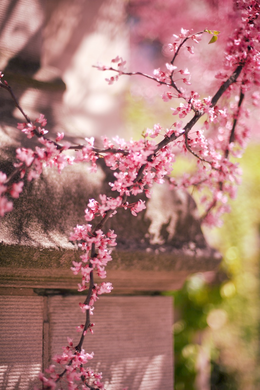 Cherry blossoms